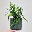 PLANT IN A BOX - Cactus orchidée - Epiphyllum 'Anguliger' - Hauteur 30-40cm - ⌀15cm - vignette