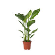 PLANT IN A BOX - Oiseau de paradis - Strelitzia nicolai - Hauteur 55-70cm - ⌀17cm - vignette