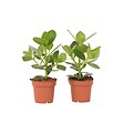 PLANT IN A BOX - Pommier baumier - Set de 2 - Clusia rosea 'Princess' - Hauteur 25-35cm - ⌀12cm - vignette