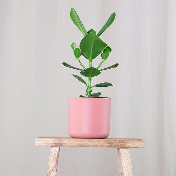 PLANT IN A BOX - Pommier baumier - Set de 2 - Clusia rosea 'Princess' - Hauteur 25-35cm - ⌀12cm - large