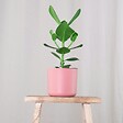 PLANT IN A BOX - Pommier baumier - Set de 2 - Clusia rosea 'Princess' - Hauteur 25-35cm - ⌀12cm - vignette
