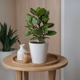 PLANT IN A BOX - Pommier baumier - Set de 2 - Clusia rosea 'Princess' - Hauteur 25-35cm - ⌀12cm - vignette