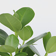 PLANT IN A BOX - Pommier baumier - Set de 2 - Clusia rosea 'Princess' - Hauteur 25-35cm - ⌀12cm - vignette