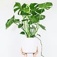 PLANT IN A BOX - Plante à trous - Set de 2 - Monstera deliciosa - Hauteur 70-80cm - ⌀21cm - vignette