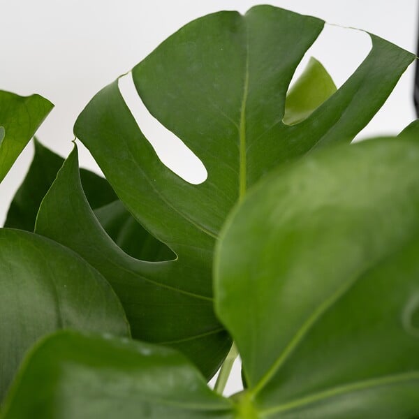 PLANT IN A BOX - Plante à trous - Set de 2 - Monstera deliciosa - Hauteur 70-80cm - ⌀21cm - large