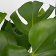 PLANT IN A BOX - Plante à trous - Set de 2 - Monstera deliciosa - Hauteur 70-80cm - ⌀21cm - vignette