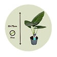 PLANT IN A BOX - Plante éléphant - Set de 2 - Alocasia 'Odora' - Hauteur 55-75cm - ⌀17cm - vignette