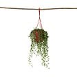 PLANT IN A BOX - Plante collier de perles - Senecio rowleyanus - Hauteur 10-20cm - ⌀12cm - vignette