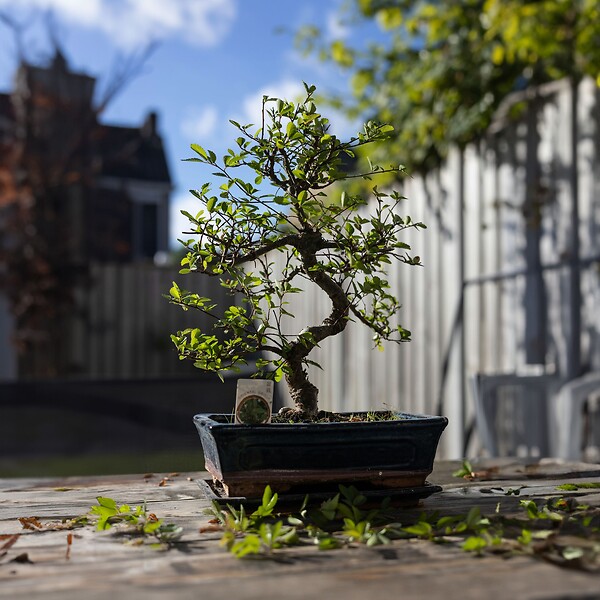 PLANT IN A BOX - Bonsaï - Carmona microphylla - Hauteur 20-30cm - ⌀15cm - large