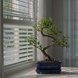 PLANT IN A BOX - Bonsaï - Carmona microphylla - Hauteur 20-30cm - ⌀15cm - vignette