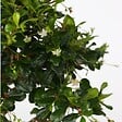 PLANT IN A BOX - Bonsaï - Carmona microphylla - Hauteur 20-30cm - ⌀15cm - vignette