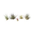 PLANT IN A BOX - Plante aérienne - Set de 6 - Tillandsia - Hauteur 5-15cm - ⌀5cm - vignette
