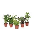 PLANT IN A BOX - Mélange de plantes purificatrices d'air - Set de 5 - Hauteur 25-40cm - ⌀12cm - vignette