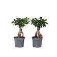 PLANT IN A BOX - Bonsaï - Set de 2 - Ficus microcarpa - Hauteur 30-40cm - ⌀12cm - vignette