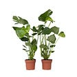 PLANT IN A BOX - Plante à trous - Set de 2 - Monstera deliciosa - Hauteur 50-60cm - ⌀17cm - vignette