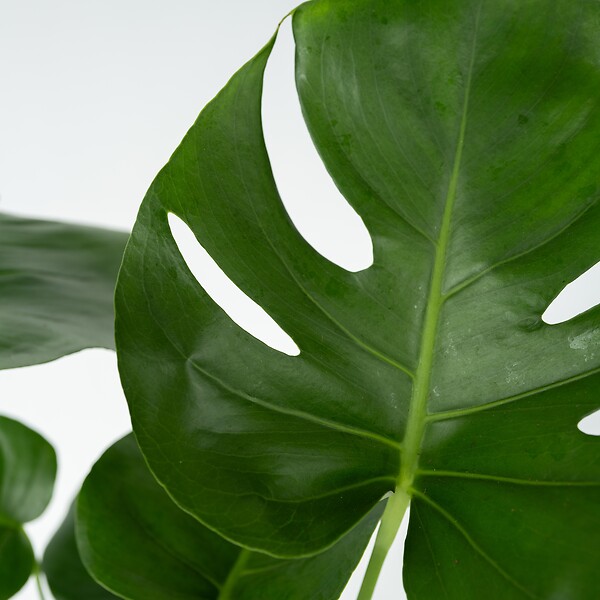 PLANT IN A BOX - Plante à trous - Set de 2 - Monstera deliciosa - Hauteur 50-60cm - ⌀17cm - large