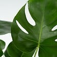 PLANT IN A BOX - Plante à trous - Set de 2 - Monstera deliciosa - Hauteur 50-60cm - ⌀17cm - vignette
