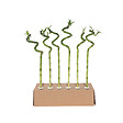 PLANT IN A BOX - Lucky Bamboo - Set de 6 - Dracaena sanderiana - Hauteur 40-50cm - ⌀2cm - vignette