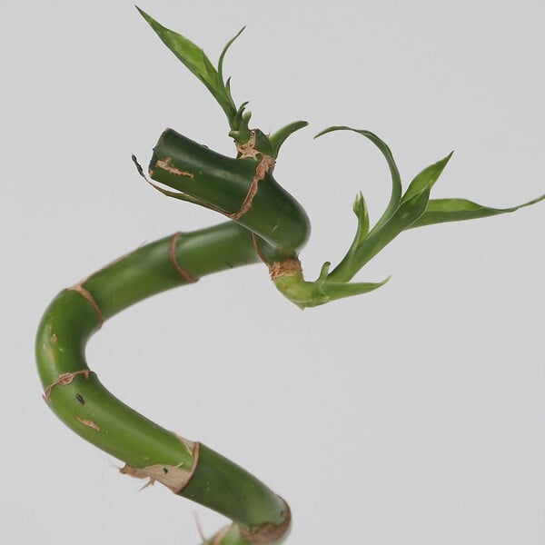 PLANT IN A BOX - Lucky Bamboo - Set de 6 - Dracaena sanderiana - Hauteur 40-50cm - ⌀2cm - large