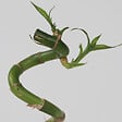 PLANT IN A BOX - Lucky Bamboo - Set de 6 - Dracaena sanderiana - Hauteur 40-50cm - ⌀2cm - vignette