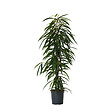 PLANT IN A BOX - Ficus pleureur - Ficus binnendijkii - Hauteur 100-110cm - ⌀21cm - vignette