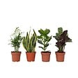 PLANT IN A BOX - Mélange de plantes faciles d'entretien - Set de 4 - Hauteur 25-40cm - ⌀12cm - vignette