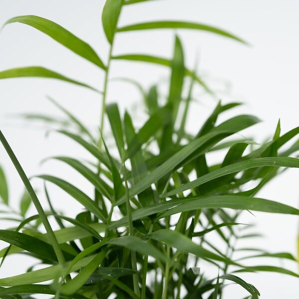 PLANT IN A BOX - Mélange de plantes faciles d'entretien - Set de 4 - Hauteur 25-40cm - ⌀12cm - large