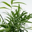 PLANT IN A BOX - Mélange de plantes faciles d'entretien - Set de 4 - Hauteur 25-40cm - ⌀12cm - vignette