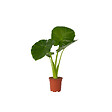 PLANT IN A BOX - Plante éléphant - Alocasia 'Odora' - Hauteur 55-75cm - ⌀17cm - vignette