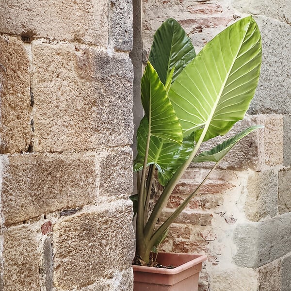 PLANT IN A BOX - Plante éléphant - Alocasia 'Odora' - Hauteur 55-75cm - ⌀17cm - large