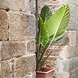 PLANT IN A BOX - Plante éléphant - Alocasia 'Odora' - Hauteur 55-75cm - ⌀17cm - vignette