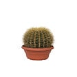 PLANT IN A BOX - Cactus de Noël - Echinocactus grusonii - Hauteur 25-35cm - ⌀25cm - vignette