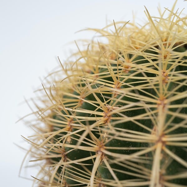 PLANT IN A BOX - Cactus de Noël - Echinocactus grusonii - Hauteur 25-35cm - ⌀25cm - large