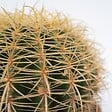 PLANT IN A BOX - Cactus de Noël - Echinocactus grusonii - Hauteur 25-35cm - ⌀25cm - vignette