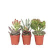 PLANT IN A BOX - Mélange de petites succulentes - Set de 6 - Succulent Mix - H5-10cm - ⌀5,5cm - vignette