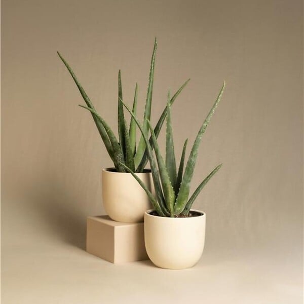 PLANT IN A BOX - Aloe vera - Set de 4 - Aloe barbadensis - Hauteur 25-40cm - ⌀10,5cm - large