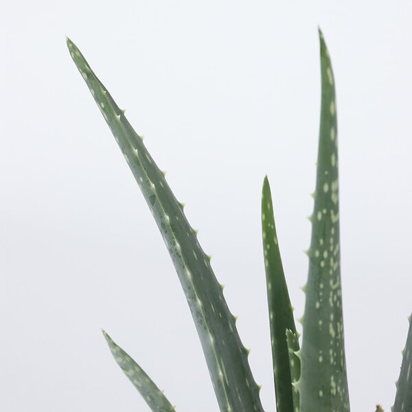 PLANT IN A BOX - Aloe vera - Set de 4 - Aloe barbadensis - Hauteur 25-40cm - ⌀10,5cm - large
