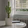 PLANT IN A BOX - Euphorbe ingens - Set de 2 - Euphorbia ingens - Hauteur 50-60cm - ⌀17cm - vignette