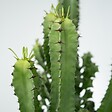 PLANT IN A BOX - Euphorbe ingens - Set de 2 - Euphorbia ingens - Hauteur 50-60cm - ⌀17cm - vignette
