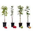PLANT IN A BOX - Arbres fruitiers -  x4 - Pommier, Cerisier, Poirier et Prunier - 60-70cm - ⌀9cm - vignette