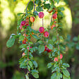 PLANT IN A BOX - Arbres fruitiers -  x4 - Pommier, Cerisier, Poirier et Prunier - 60-70cm - ⌀9cm - vignette