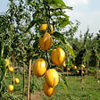 PLANT IN A BOX - Tomatillo - Set de 6 - Solanum Muricatum 'Pepino gold' - Hauteur 25-40cm - ⌀9cm - vignette