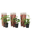 PLANT IN A BOX - Framboise de Tay - Set de 3 - Rubus 'Tayberry' - Hauteur 25-40cm - ⌀9cm - vignette
