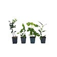 PLANT IN A BOX - Mélange d'arbres fruitiers - Set de 4 - Hauteur 25-40cm - ⌀9cm - vignette