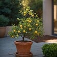 PLANT IN A BOX - Mélange d'arbres fruitiers - Set de 4 - Hauteur 25-40cm - ⌀9cm - vignette