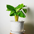 PLANT IN A BOX - Bananier du Japon - Set de 6 - Musa basjoo - Hauteur 25-40cm - ⌀9cm - vignette