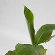 PLANT IN A BOX - Bananier du Japon - Set de 6 - Musa basjoo - Hauteur 25-40cm - ⌀9cm - vignette