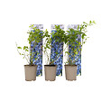 PLANT IN A BOX - Myrtille - Set de 6 - Vaccinium corymbosum 'Sunshine Blue' - H25-40cm - ⌀9cm - vignette
