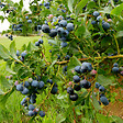 PLANT IN A BOX - Myrtille - Set de 6 - Vaccinium corymbosum 'Sunshine Blue' - H25-40cm - ⌀9cm - vignette