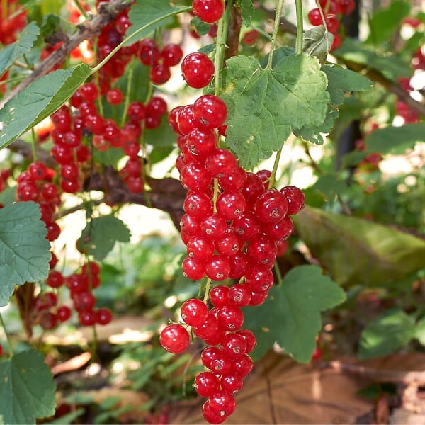 PLANT IN A BOX - Mélange de baies - Set de 8 - Rubus, rubrum, Uva, Fructosus - H25-40cm - ⌀9cm - large